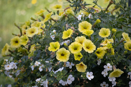 Yellow calibrachoa and white bacopa flowers blooming in lush garden planter