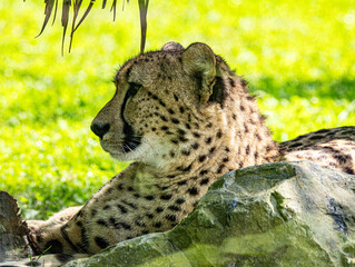 Close-Up Portrait of a Cheetah Looking Forward © Ludovic