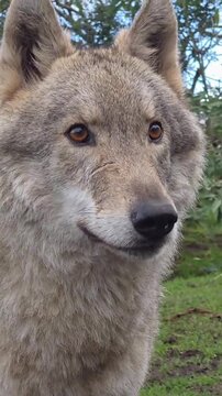 Wild gray wolf focusing its gaze with alert eyes and thick fur