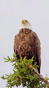 Bald Eagle perched on a tree top against an overcast sky