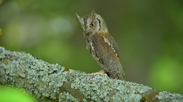 Zwergohreule (Otus scops), beobachtet sitzend und aufmerksam ihre Umgebung