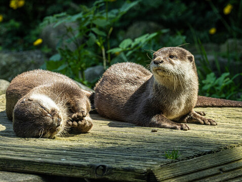 loutre cendr&eacute;e