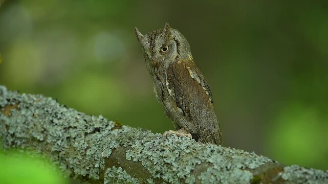 Zwergohreule (Otus scops), beobachtet sitzend und aufmerksam ihre Umgebung