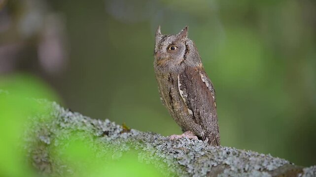 Zwergohreule (Otus scops), beobachtet sitzend und aufmerksam ihre Umgebung