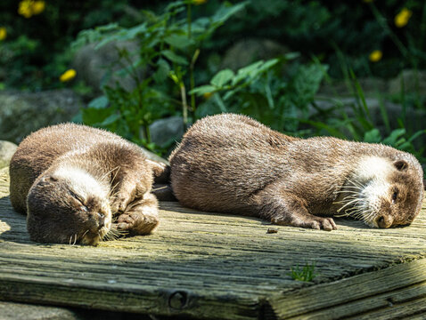 loutre cendr&eacute;e