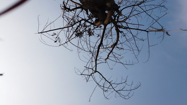 Low angle view of bare tree branches against clear sky