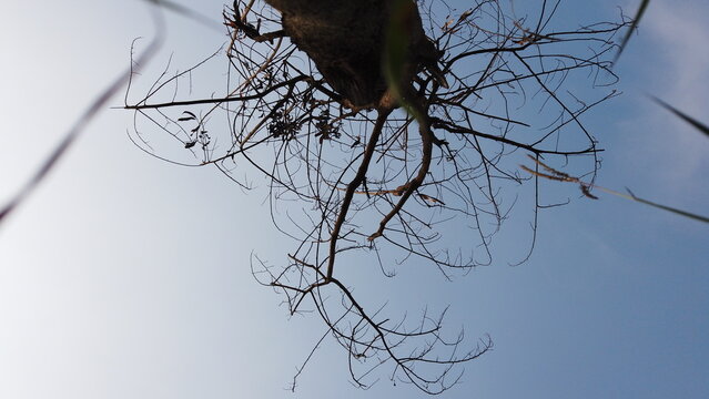 Low angle view of bare tree branches against clear sky