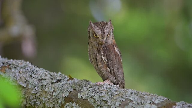 Zwergohreule (Otus scops), beobachtet sitzend und aufmerksam ihre Umgebung