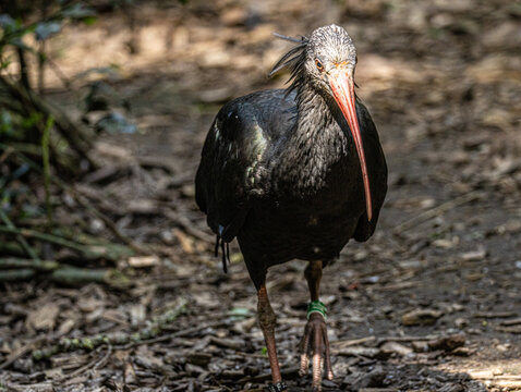 Northern bald ibis (Geronticus eremita) standing in its natural habitat, a rare and endangered bird with glossy black plumage, a featherless red head, and a long curved bill.