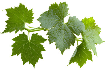 Naklejka premium Fresh green grape leaves on vine stem, isolated on transparent background for design.