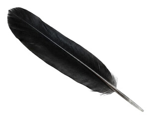 Single dark black feather showcasing its intricate natural texture and realistic isolated transparent background image © Neo