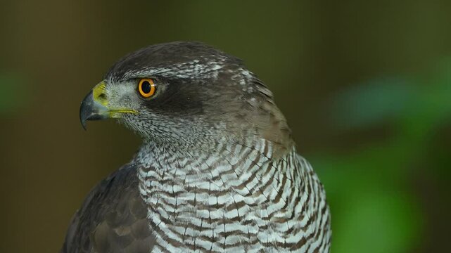 Habicht (Accipiter gentilis), portrait
