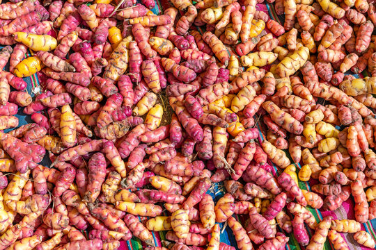 Oca (Oxalis tuberosa) is a tuber crop native to the Andes mountains, Titicaca Lake, Bolivia.