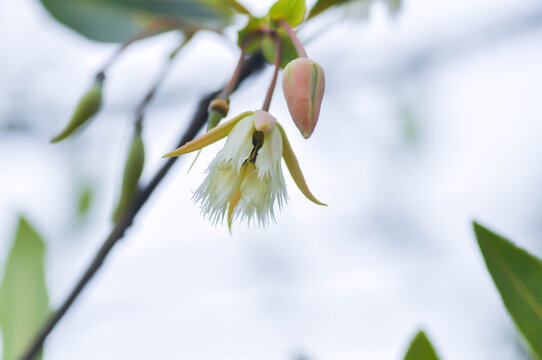 Elaeocarpus grandiflorus Sm, Fairy petticoats or Lily of the valley or ELAEOCARPACEAE or white flower