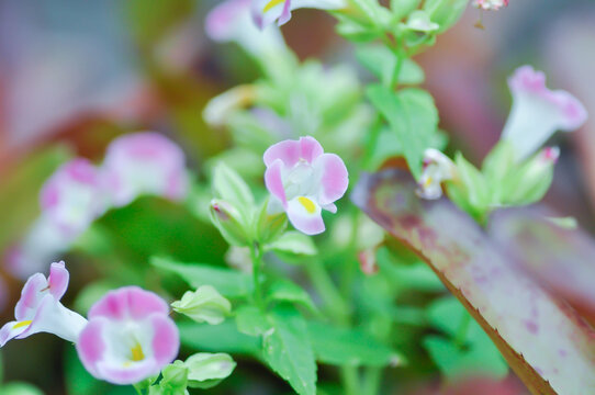 Torenia fournieri Lindl, Scrophulariaceae or Wishbone flower or Bluewings or Torenia or pink flower