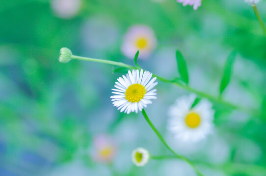 daisy, Daisy Fleabane or Erigeron annuus or Erigeron karvinskianus or Latin American fleabane or Mexican Fleabane or common daisy or white flower