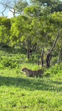 "Majestic wild cat prowling through a lush green savanna landscape"