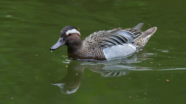 Kn&auml;kente (Spatula querquedula), schwimmt auf dem Wasser