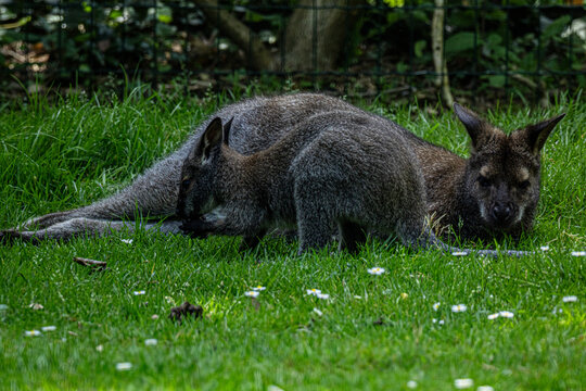 Wallaby de Bennett