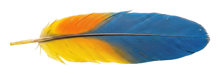 Obraz premium Vibrant blue and yellow parrot feather with soft colorful plumage isolated transparent background image