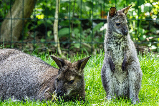 Wallaby de Bennett