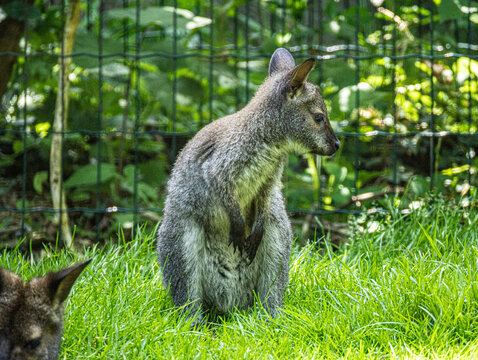 Wallaby de Bennett