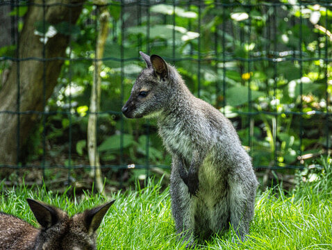 Wallaby de Bennett
