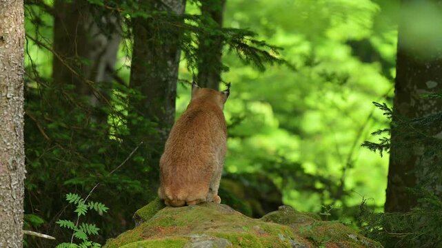  Luchs (Lynx, lynx), sitzt im Wald und beobachtet