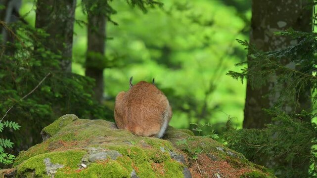  Luchs (Lynx, lynx), sitzt im Wald und beobachtet