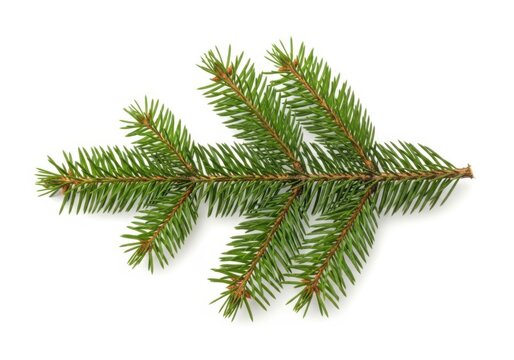 Spruce tree branch isolated on white background
