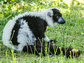 Fototapeta premium Black-and-white ruffed lemur (Varecia variegata) This endangered primate from Madagascar is recognized by its striking black and white fur pattern
