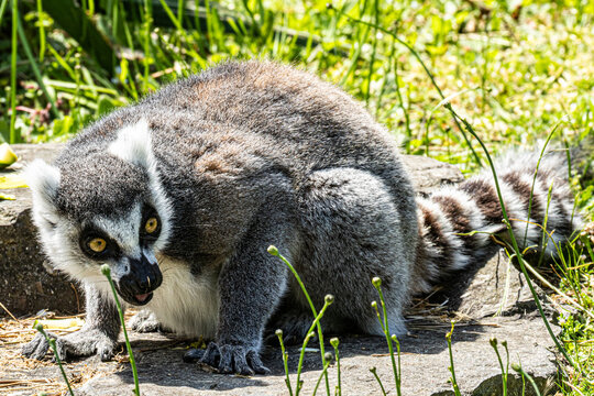 Ring-tailed Lemur (Maki catta)