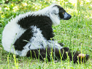 Fototapeta premium Black-and-white ruffed lemur (Varecia variegata) This endangered primate from Madagascar is recognized by its striking black and white fur pattern