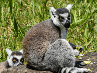 Fototapeta premium Ring-tailed Lemur (Maki catta)