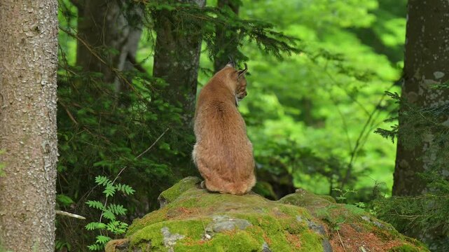  Luchs (Lynx, lynx), sitzt im Wald und beobachtet