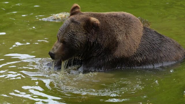 Europ&auml;ischer Braunb&auml;r (Ursus arctos), im Wasser und vertreibt sich die Zeit