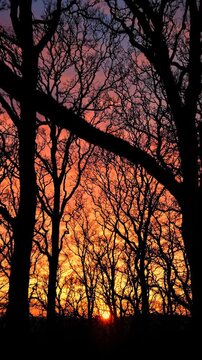 Silhouette forest trees against a fiery sunset sky with vibrant orange and purple clouds, atmospheric nature scene