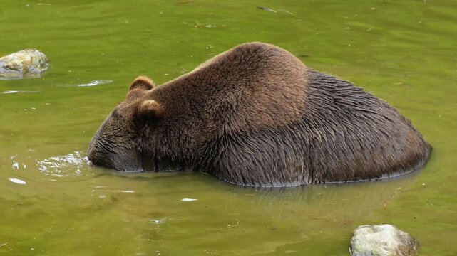 Europ&auml;ischer Braunb&auml;r (Ursus arctos), im Wasser und vertreibt sich die Zeit