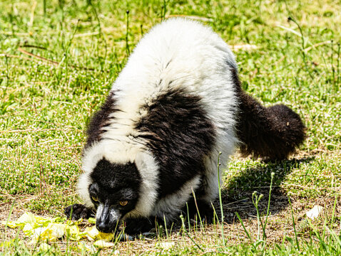 Black-and-white ruffed lemur (Varecia variegata) 
This endangered primate from Madagascar is recognized by its striking black and white fur pattern