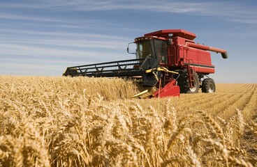 Obraz premium Combine harvester reaping golden wheat crops in a vast agriculture farming field