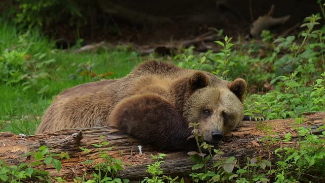 Europ&auml;ischer Braunb&auml;r (Ursus arctos), sitzt am Boden und lehnt mit dem Oberk&ouml;rper an einem Baumstamm