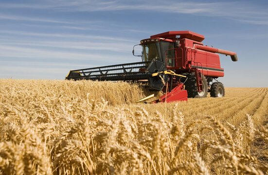 Combine harvester reaping golden wheat crops in a vast agriculture farming field