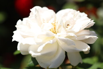 Weiße Rose © Daniel