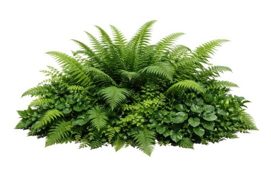 Lush green ferns and foliage
