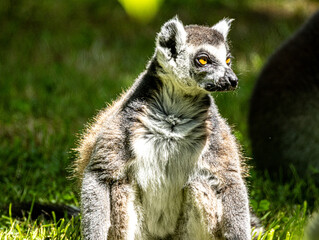 Fototapeta premium Ring-tailed Lemur (Maki catta)