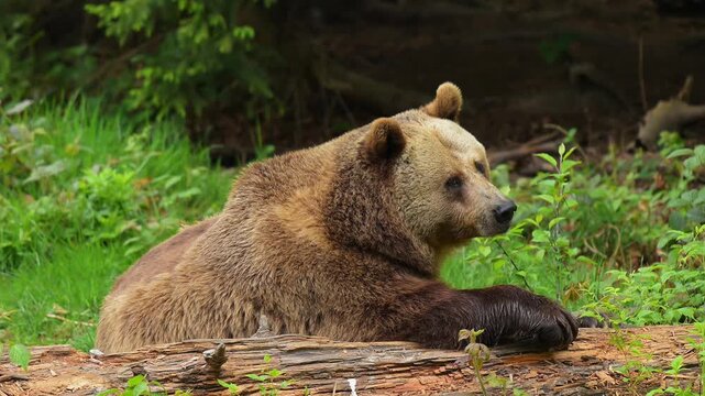 Europ&auml;ischer Braunb&auml;r (Ursus arctos), sitzt am Boden und lehnt mit dem Oberk&ouml;rper aufrecht an einem Baumstamm