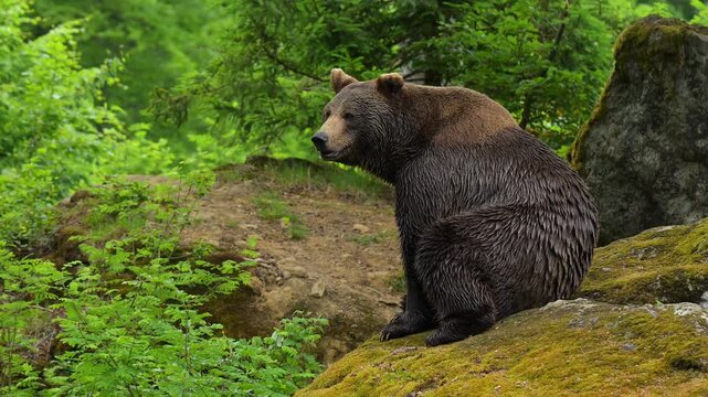 Europ&auml;ischer Braunb&auml;r (Ursus arctos), sitzt da und beobachtet seine Umgebung