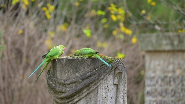 Gr&uuml;ne Halsbandsittiche (Psittacula krameri), sitzten auf einem verzierten Steinsockel und nehmen Nahrung zu sich