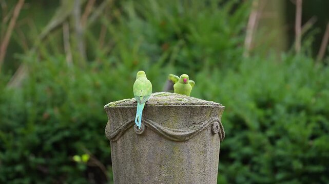 Gr&uuml;ne Halsbandsittiche (Psittacula krameri), sitzten auf einem verzierten Steinsockel und nehmen Nahrung zu sich