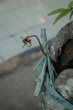 Close up of a wilted flower stem tied with blue plastic raffia ribbon to a stone plant pot